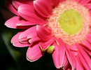 ژربرا جامزونی